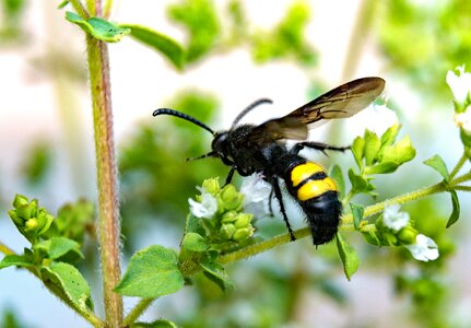 Insect animal nature