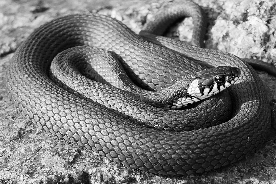 Black and white rnatakäärme natrix