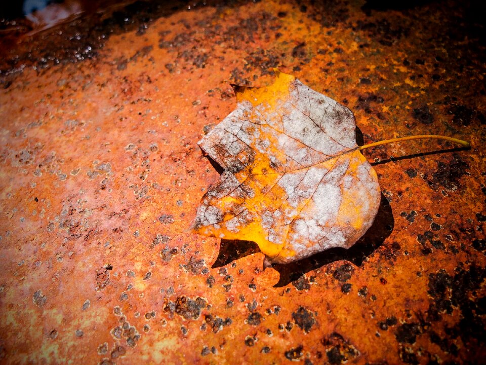 Metallic orange fall leaves
