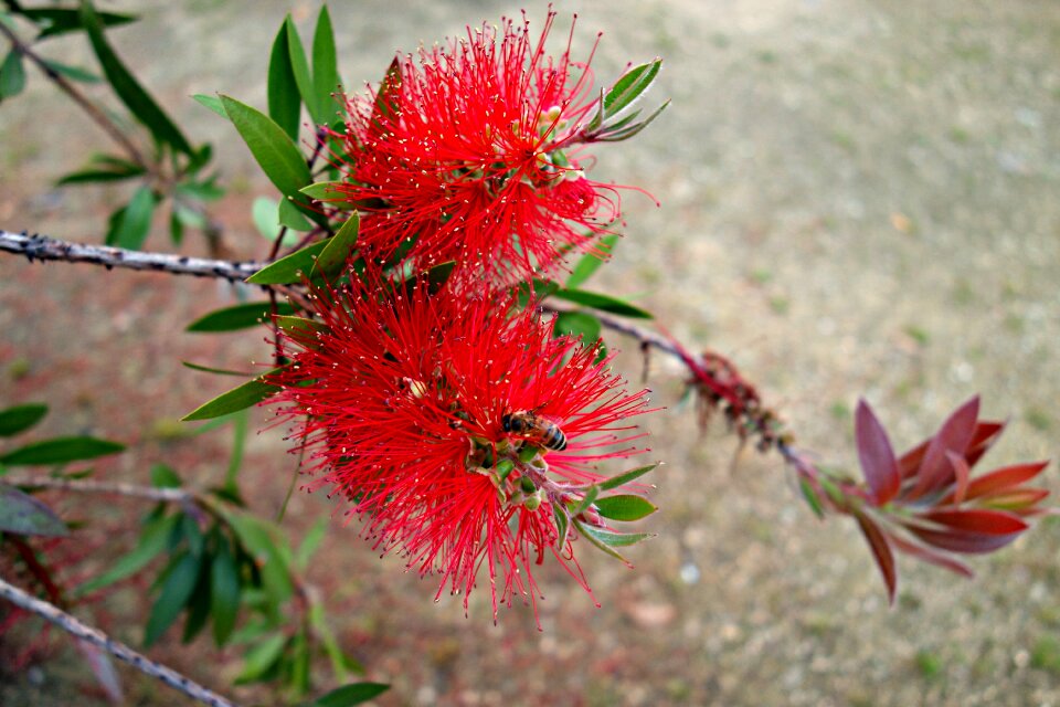 Pistil branch bough