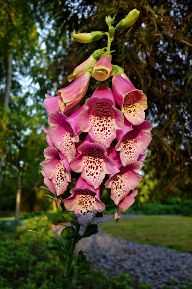 Digitalis purpurea petal bell shaped