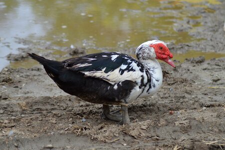 Duck barbarism lower short poultry