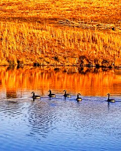 Rural nature water photo