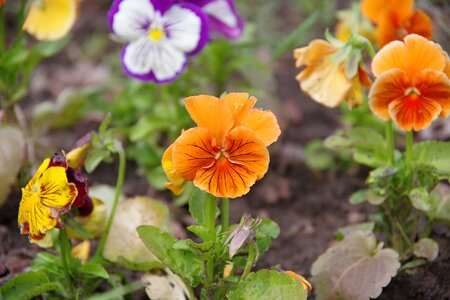 Flowers yellow flowers pansies