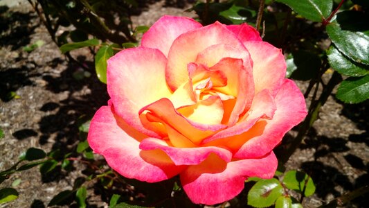 Petal bloom blossom