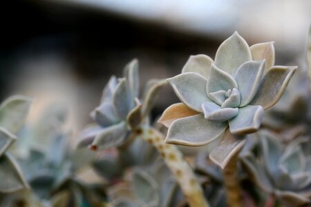 Succulent plant cactus houseleek