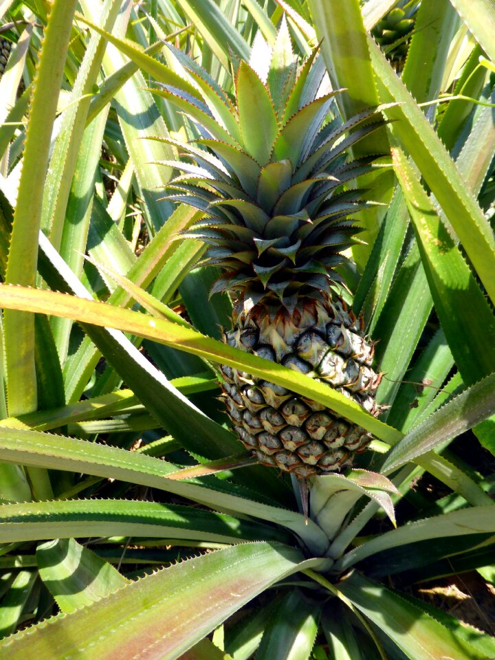 Exotic healthy delicious