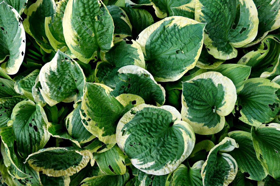 Garden bed ornamental