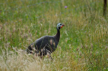 Guinea fowl birds poultry photo