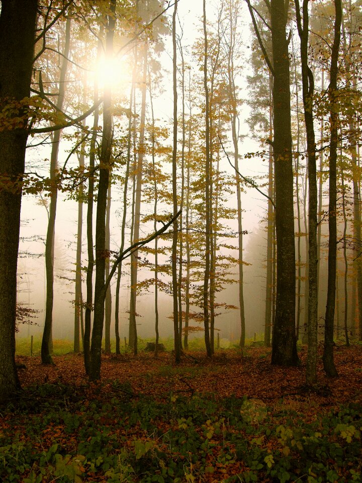Forest fog trees