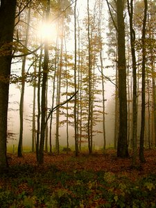 Forest fog trees