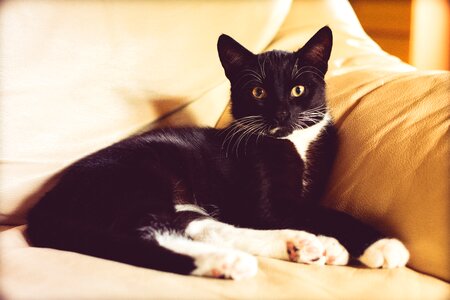 Futrzak black cat golden eyes