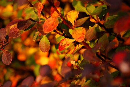 Yellow brown red