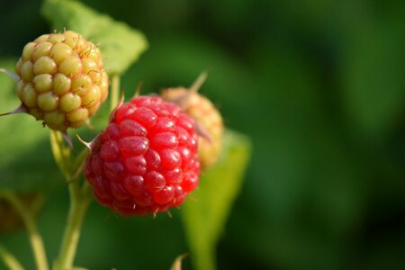 Fruit berries sweet