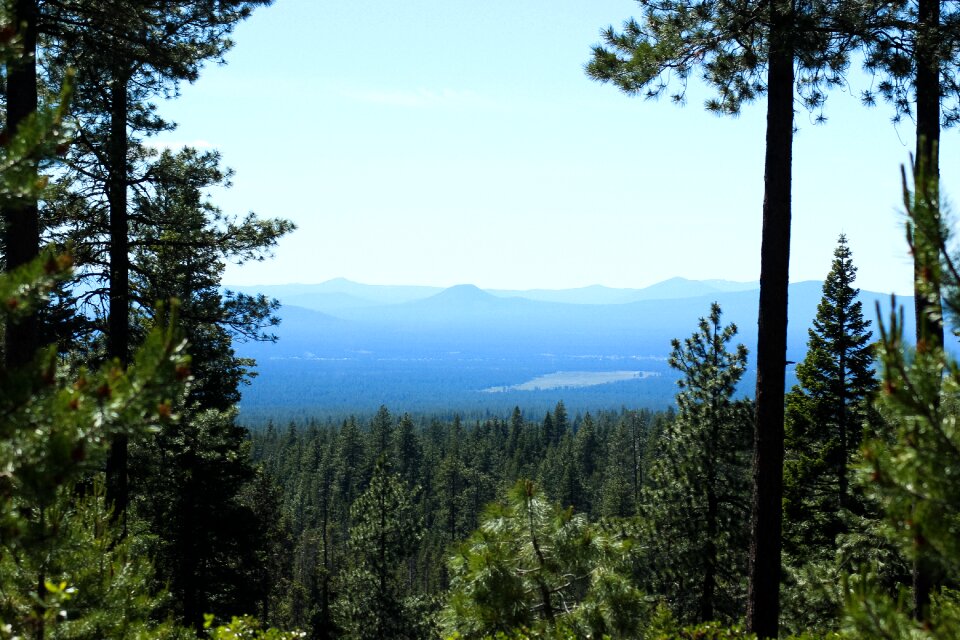 Landscape trees travel