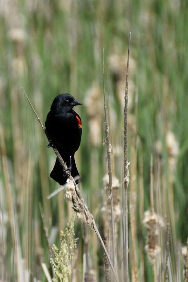 Red-winged marsh reed