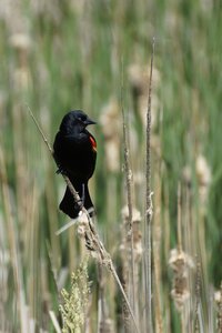 Red-winged marsh reed photo
