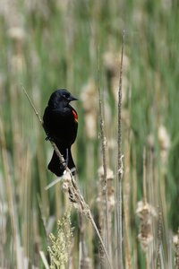 Red-winged marsh reed