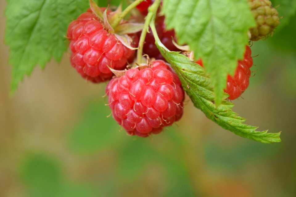 Berries fruit sweet