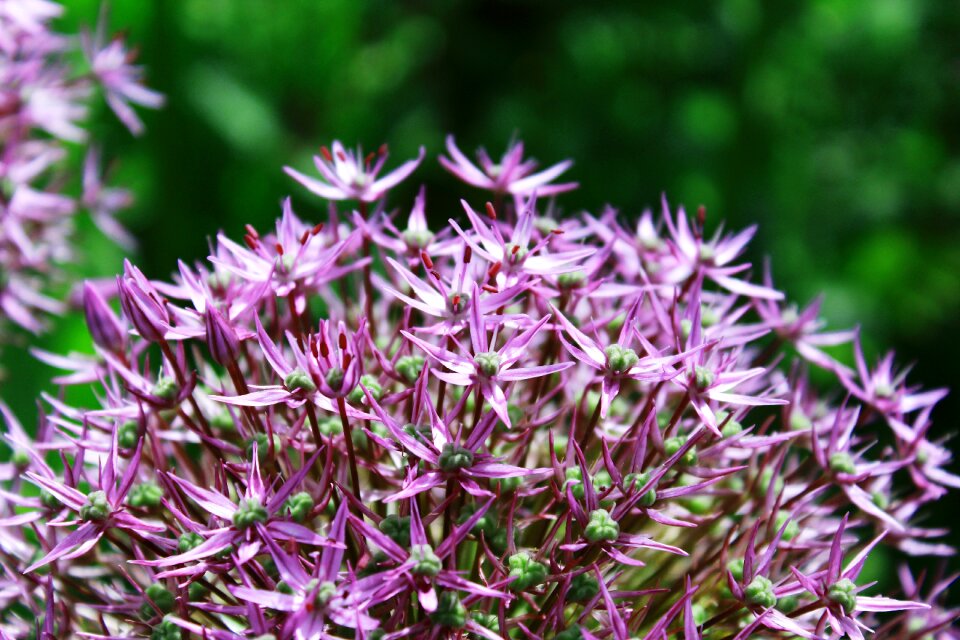 Purple flower blossom