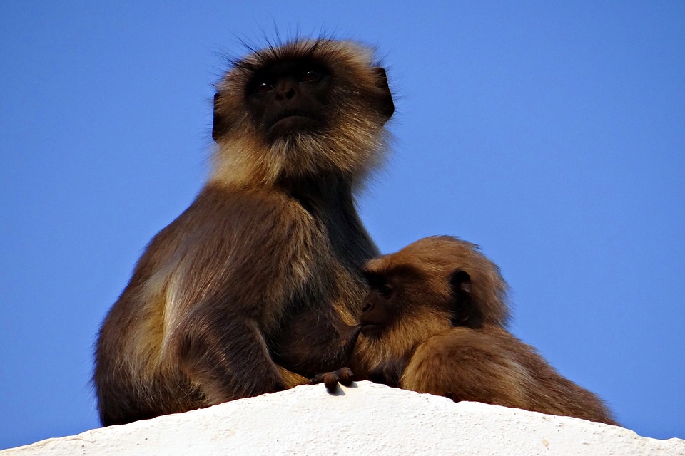 Baby langur hanuman langur