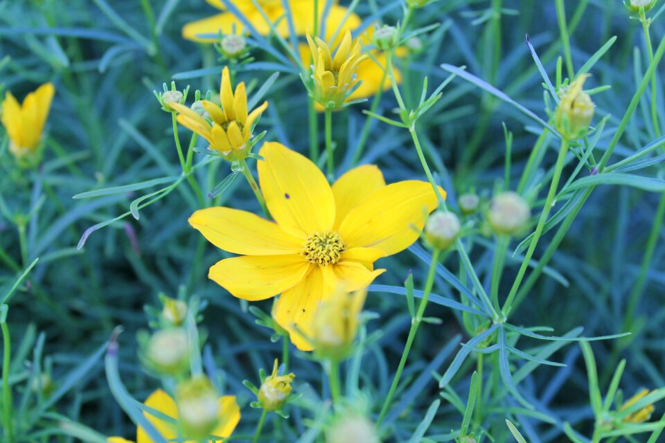 Flower nature plant