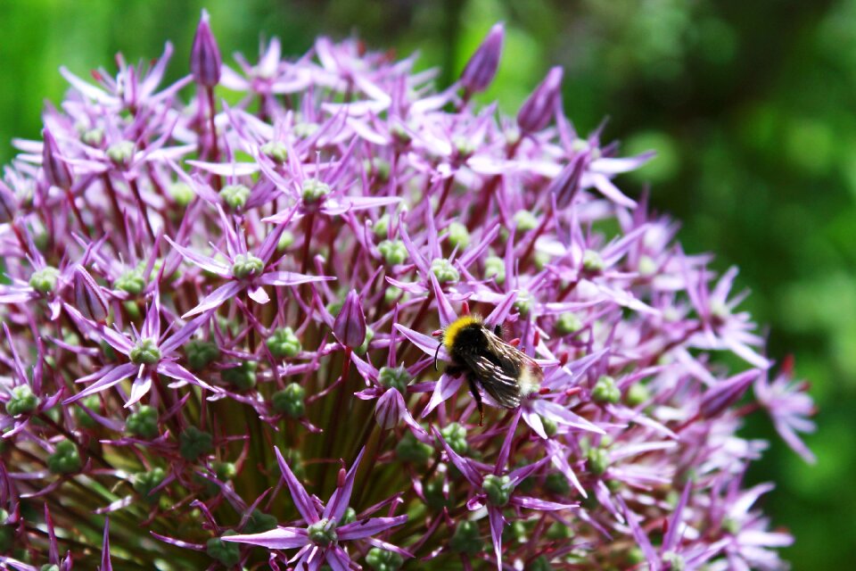 Purple flower blossom