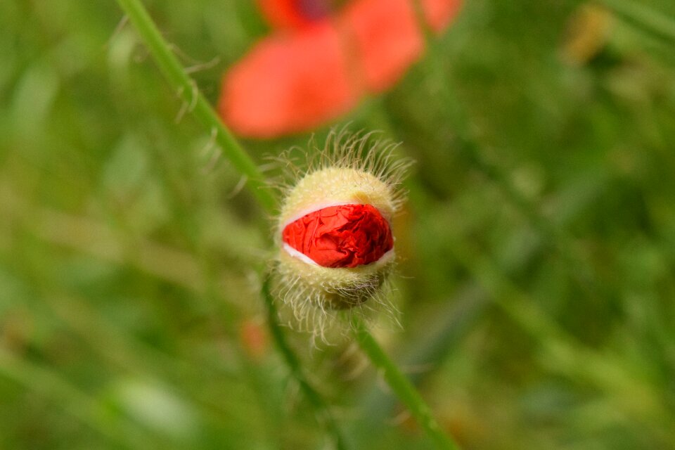 Breaking up bud close up background