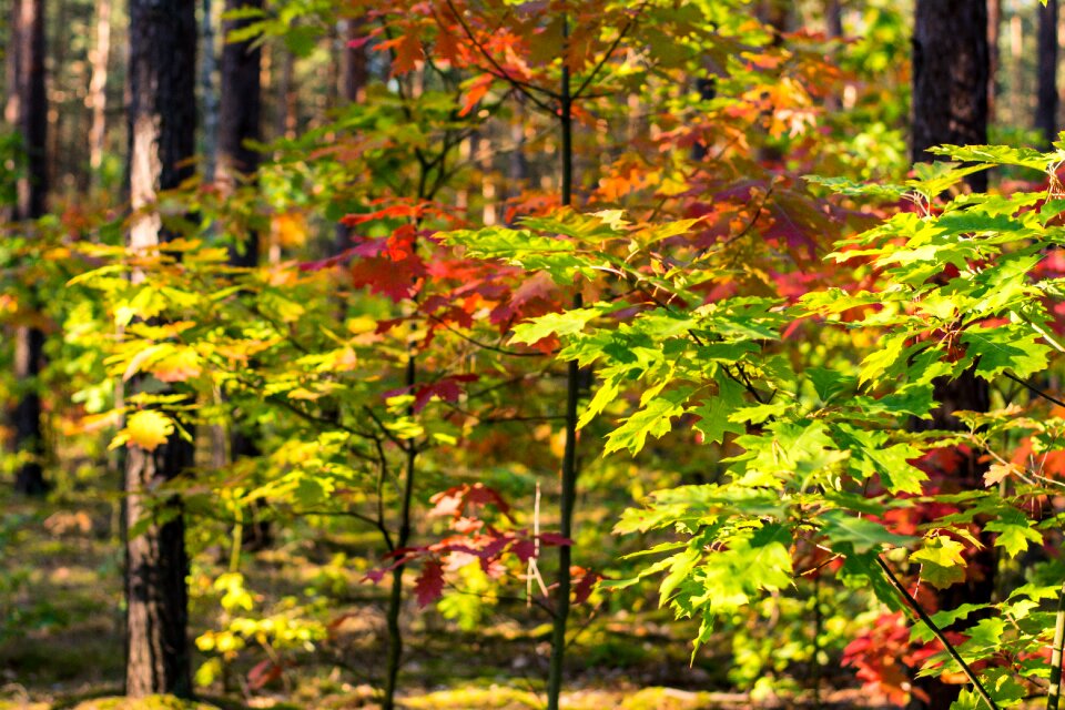 Yellow leaves forest in autumn autumn foliage photo