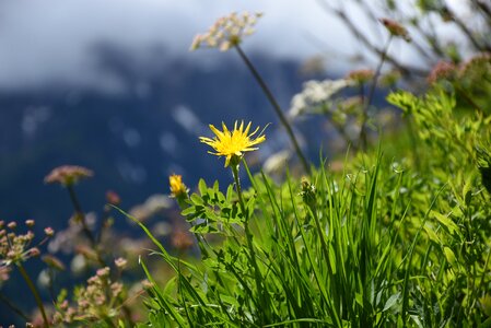 Alpine plant blossom bloom