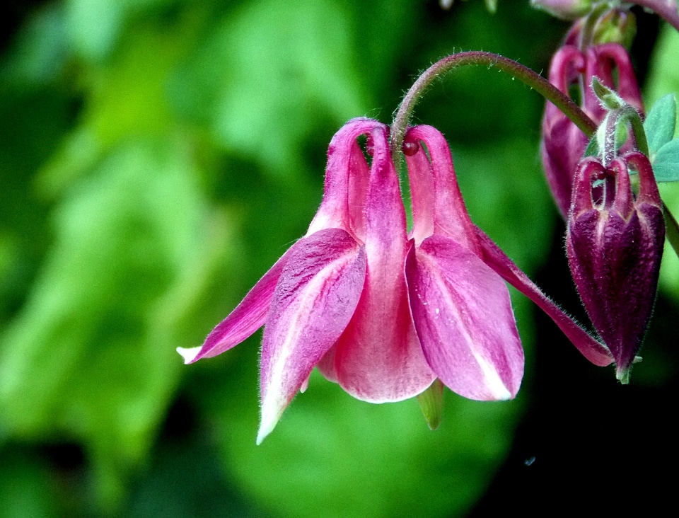 Bloom flower common columbine
