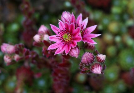 Stone crop belt roses-help roof houseleek photo