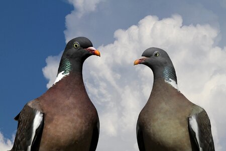 Bird nature clouds photo