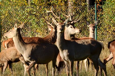 Hart doe park