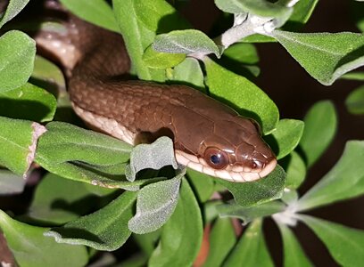 Animal creature scales photo