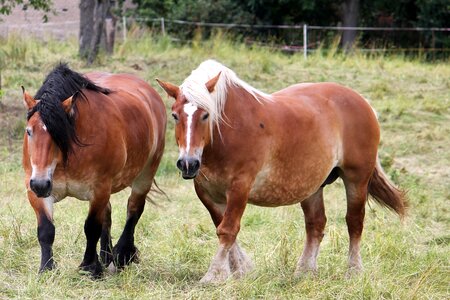 Paddock mane mare