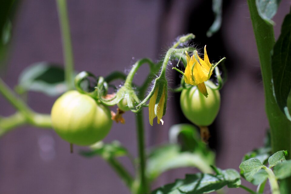 Vegetable natural branch