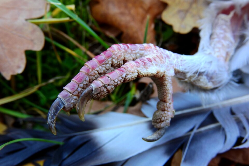 Bird bird's-foot pigeon