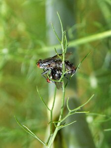 Insects mating mating reproduction photo