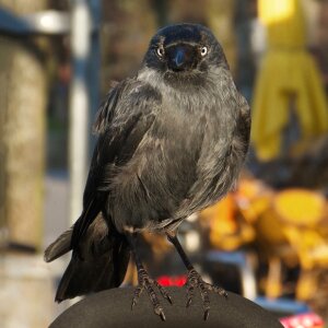 Raven bird corvus monedula bird photo
