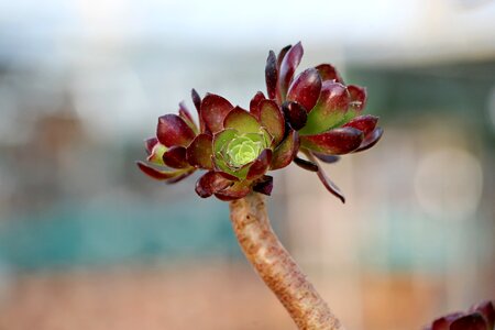 Succulent plant cactus houseleek