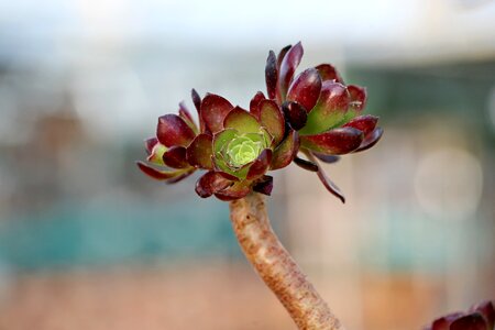 Succulent plant cactus houseleek photo