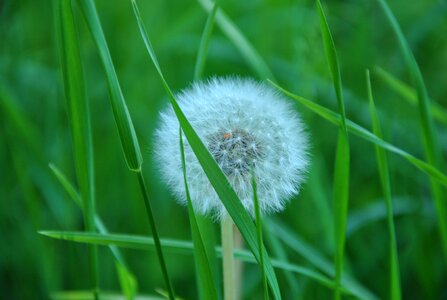 Spring meadow common dandelion