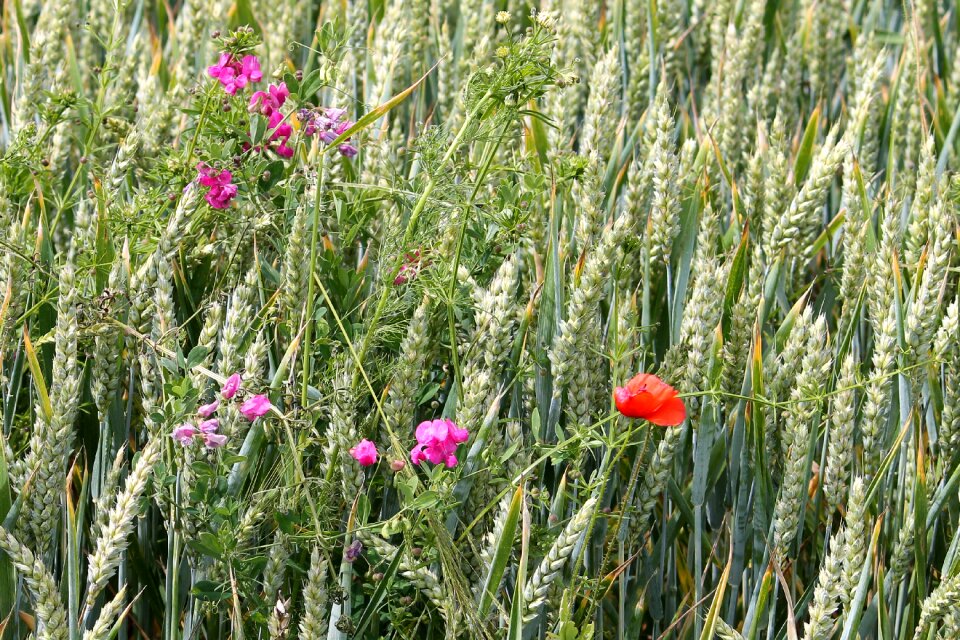 Vetches poppy cornfield