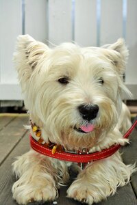 Terrier white doggy