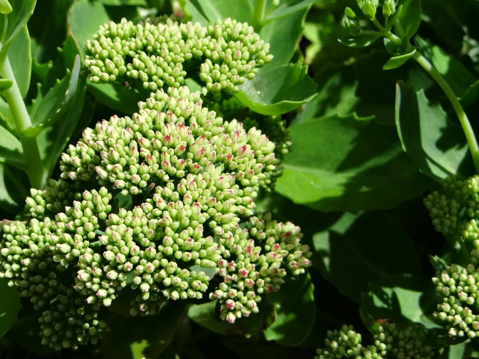 Flowers spring plant