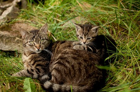 Sweet kittens cat