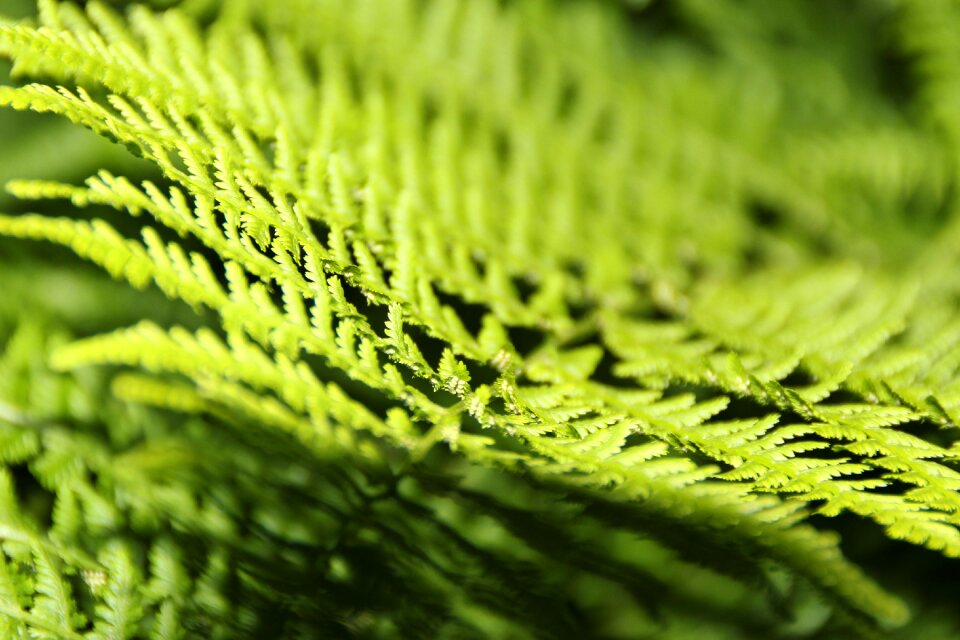Green forest plant