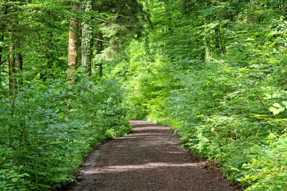 Trees bushes forest