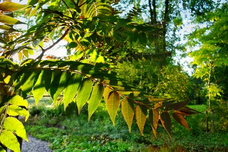 Leafy branch bough leaves